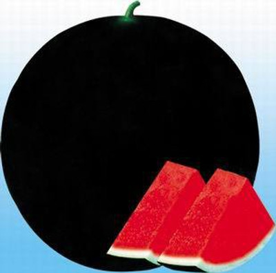 

Raunak Seeds Melon Seed(50 per packet)