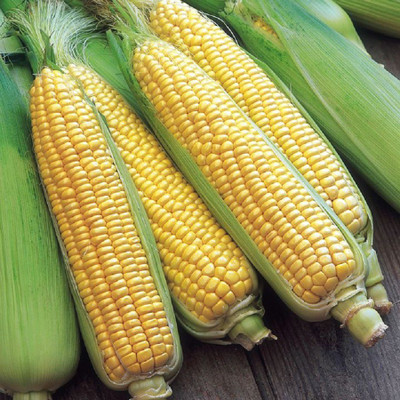 

Biocarve Sweet Corn Seed(20 per packet)