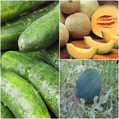 

Biocarve Summer Vegetable Kit Seed(3 per packet)