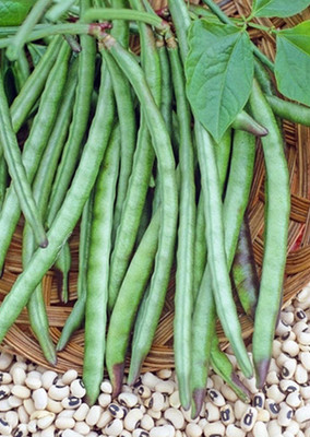 

Real Seed Cowpea (Lobia) F1 Hybrid Imported Vegetable Seeds Seed(60 Per Packet)