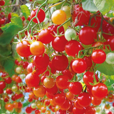 

Nooelec India Cherry Tomato Seed(50 per packet)