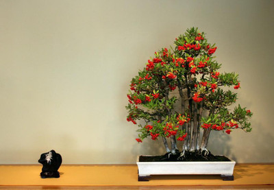 

National Gardens Chinese Firethorn Bonsai Seeds by National Gardens Seed(5 per packet)