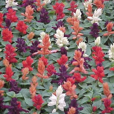 

Biocarve Salvia Seed(50 per packet)
