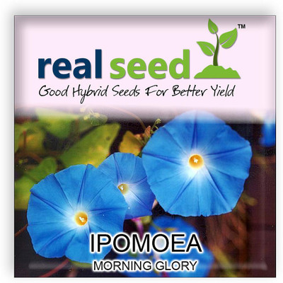 Real Seed Ipomoea Seed(30 per packet)