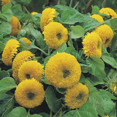 

Biocarve Sunflower-Helianthus Teddy Bear Seed(40 per packet)