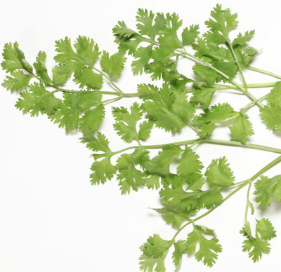 Indous Agriseeds Coriander Seeds Seed(200 per packet)