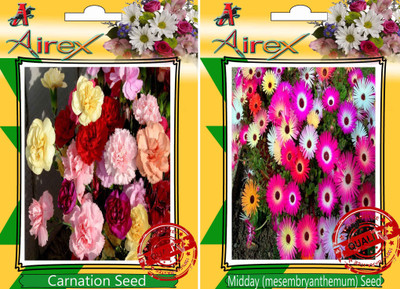 

Airex Carnation, Midday Seed(15 per packet)