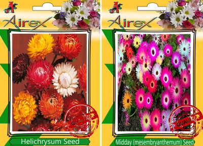 

Airex Helichrysum Mixed, Midday Seed(30 per packet)