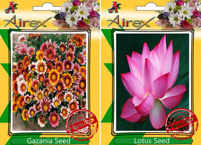 

Airex Gazania, Lotus Seed(20 per packet)