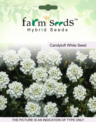 

FARM SEEDS Candytuff White Seed(100 per packet)