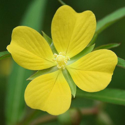

National Gardens Seedbox Water Primrose Herb / Flower Seeds by National Gardens Seed(100 per packet)