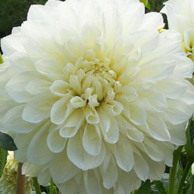 Nooelec India Dahlia White Seed(15 per packet)