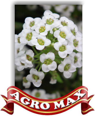 Agro Max ALYSSSUM SNOW WHITE Seed(50 per packet)