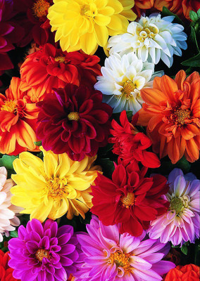

Real Seed Dahlia Seed(20 per packet)