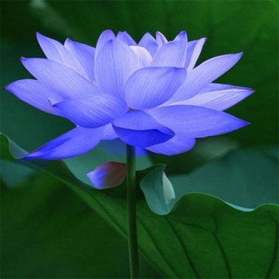 

Futaba Blue Bowl Lotus Seeds Seed(5 per packet)
