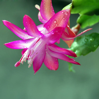 

Futaba Zygocactus Truncatus Schlumbergera Seeds Seed(100 per packet)
