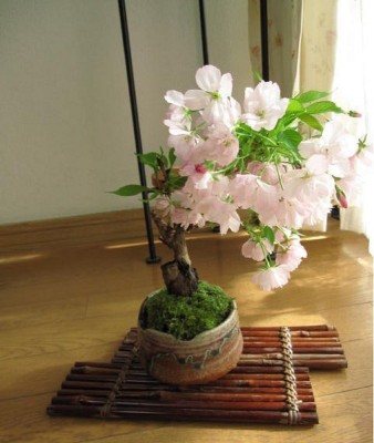 Vsquare Retail Japanese Sakura Cherry Bloosom Bonsai Flower Tree Plant Seed(5 per packet)