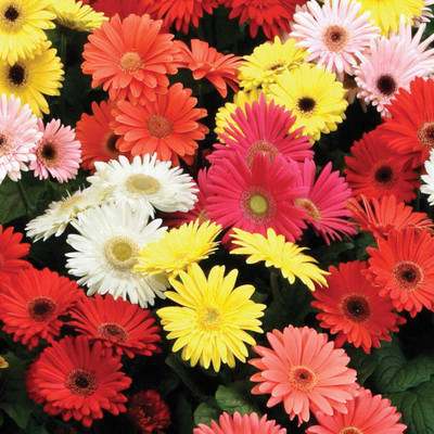 Nooelec India Gerbera Seed(15 per packet)