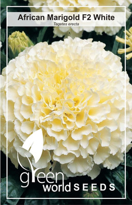 

Green World Marigold Seed(500 per packet)