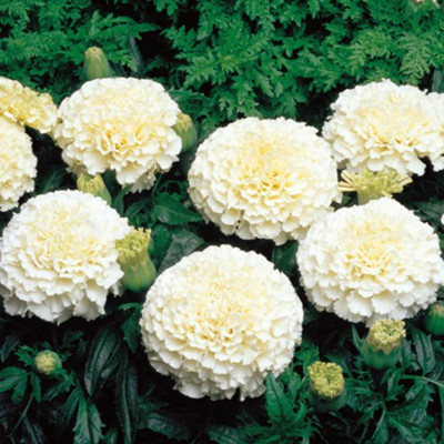 Green World White Vanilla F2 Hybrid Marigold 10 Seed(10 per packet)