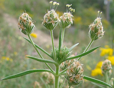 

National Gardens Plantago psyllium Herb Seeds by National Gardens Seed(50 per packet)