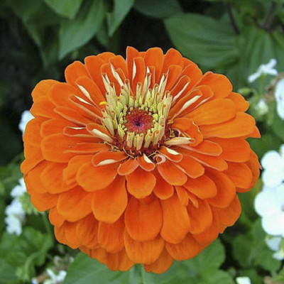 

Biocarve Zinnia elegans Orange Seed(100 per packet)