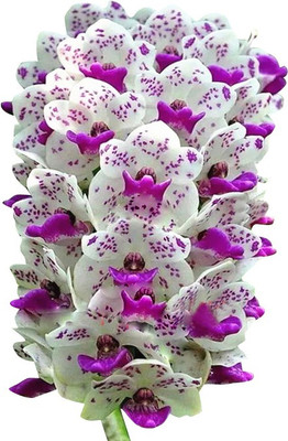 

Futaba Orchid Cymbidium Seed(100 per packet)
