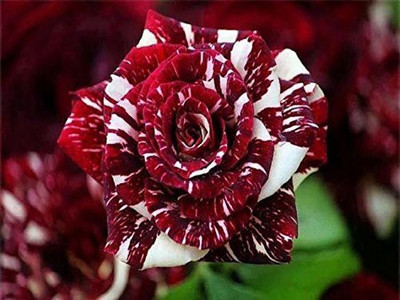 

Futaba Abracadabra Bonsai Rose Seed(20 per packet)