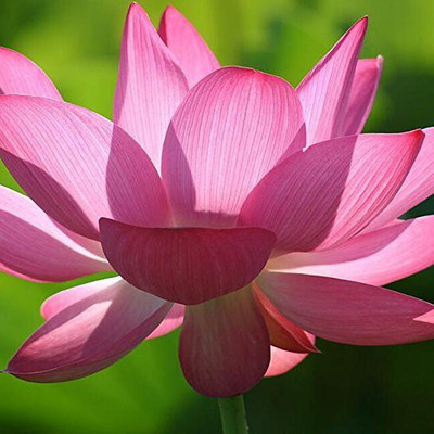 

Futaba Pink Lotus Seeds Seed(5 per packet)