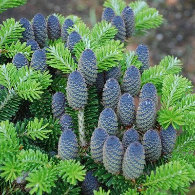 

Futaba Abies koreana Flower Seed(50 per packet)