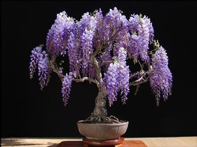 

National Gardens Jacaranda mimosifolia Bonsai Seeds by National Gardens Seed(5 per packet)