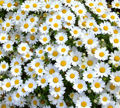

Bio Kisan Flower Seed(10 per packet)