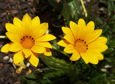 Saaheli Gazania Seed(10 Per Packet)