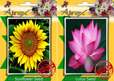

Airex Sunflower and Lotus Seed(15 per packet)