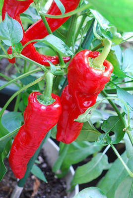 

National Gardens Long Red Hot Cayenne Pepper Seeds by National Gardens Seed(20 per packet)