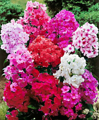 

Vsquare Retail Phlox Drummondii Grandiflora Seed(30 per packet)
