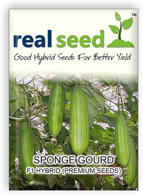 

Real Seed Sponge Gourd Seed(10 per packet)