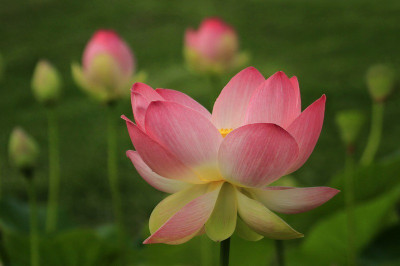 

Vsquare Retail Water Flower Lotus Water Flower Plant Seed(5 per packet)