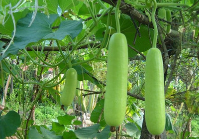 

National Gardens Bottle Gourd Seeds by National Gardens Seed(15 per packet)