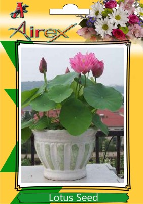 Airex Lotus Seed(15 per packet)