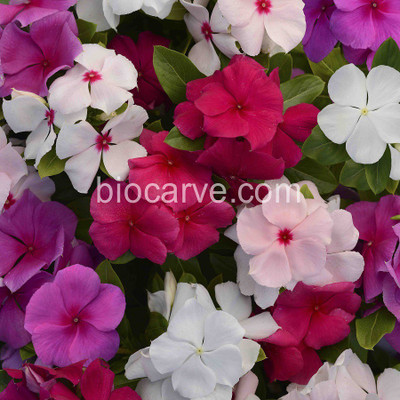 

Biocarve Vinca Seed(50 per packet)
