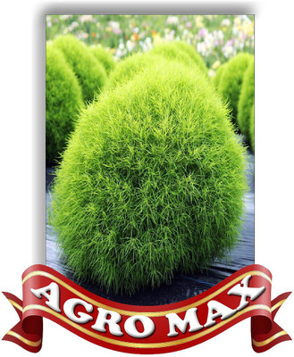 Agro Max KOCHIA TRICHOPHYLLA Seed(50 per packet)