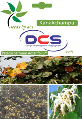 

DCS Kanakchampa Seed(5 per packet)