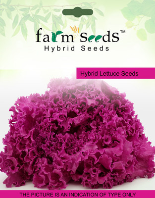 

FARM SEEDS Hybrid Lettuce Lollarossa Seed(100 per packet)