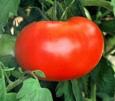 

National Gardens Ace 55 Tomato Seeds by National Gardens Seed(50 per packet)
