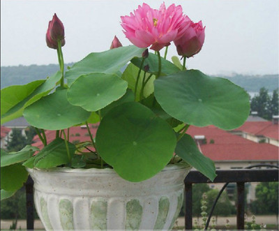 

HERBSCART LOTUS SEED Seed(10 per packet)