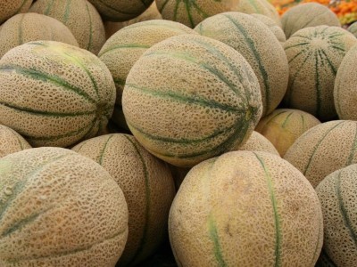 NATIONAL GARDENS American Muskmelon - Iroquois Cantaloupe Fruit Seeds by National Gardens Seed(20 per packet)
