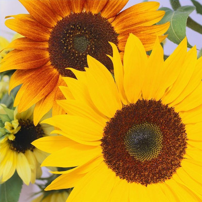 

Bio Kisan Flower Seed(10 per packet)