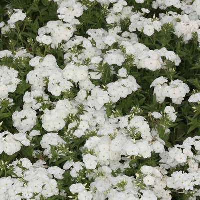 Biocarve Phlox Beauty White Seed(200 per packet)