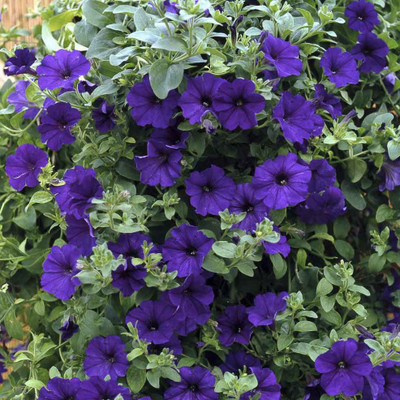 

Biocarve Petunia NC Royal Blue Seed(200 per packet)